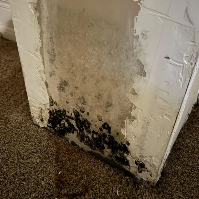 Professional Mold Removal in Chicora, PA